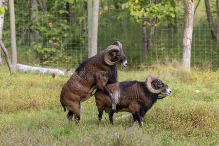 欧洲盘羊绵羊属东方人很关-在上面照片,哺乳动物欧洲盘羊,绵羊属东方