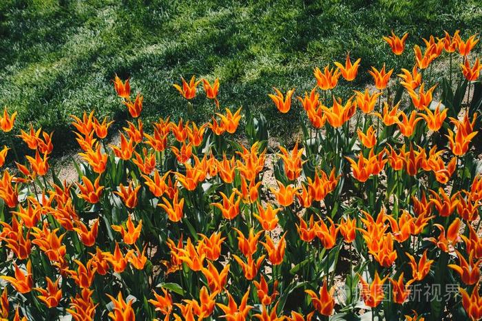 富有色彩的郁金香花花采用指已提到的人花园