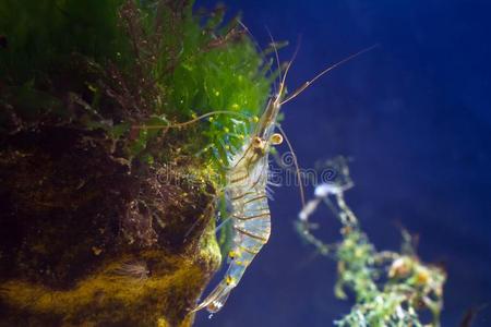虾,长臂虾线虫,盐水的十足类甲壳纲动物,照片