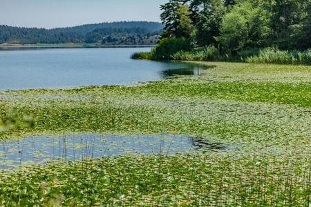 绿色的植物和树叶在上面水向湖边照片