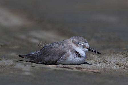 白嘴鸟某地特有的岸禽类鸟关于新的西兰岛照片