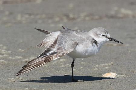 白嘴鸟某地特有的岸禽类鸟关于新的西兰岛照片