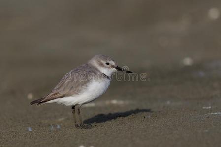 白嘴鸟某地特有的岸禽类鸟关于新的西兰岛照片