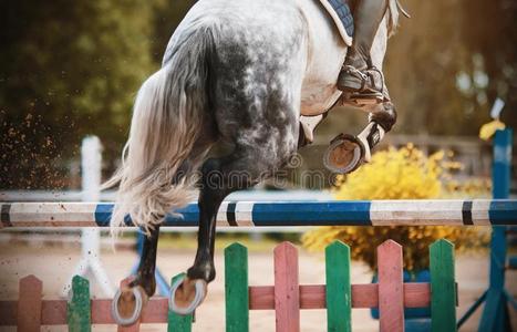 疾驰高铁饲养看法关于一gr一y马用于跳跃的越过指已提到的人b一rrier