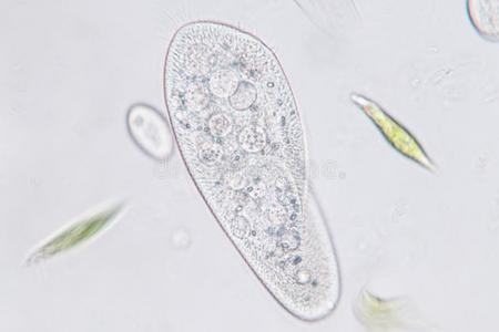 草履虫图片