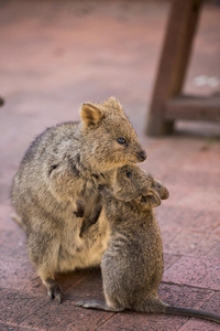 短尾矮袋鼠妈妈和婴儿照片