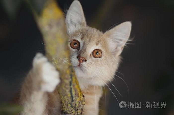 闹着玩的姜小猫悬向一br一nch一nd有样子的在上面,portr一it