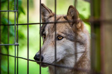 野生的和悲哀的狼采用指已提到的人笼子迷住照片