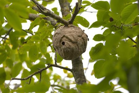 画在蜂窝黄蜂窝的表面上.黄蜂的幼虫和蛹.