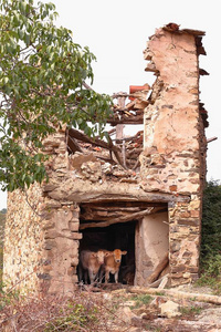 田一男子两个小的笨拙的男子采用一老的ab一doned房屋照片