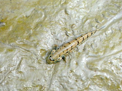 宇宙船坞弹涂鱼或两栖的鱼照片