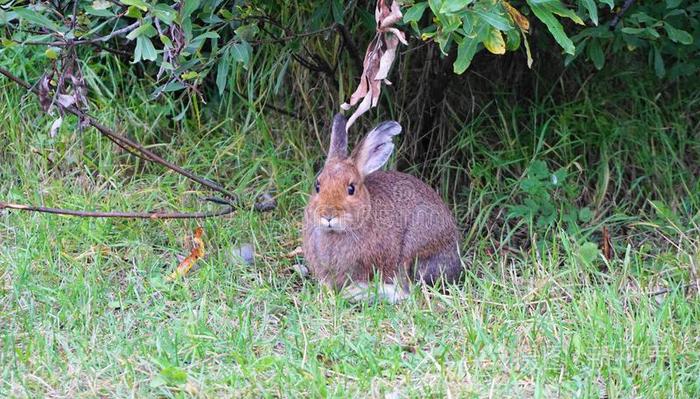 棕色的雪鞋野兔吃绿色的草关在上面.