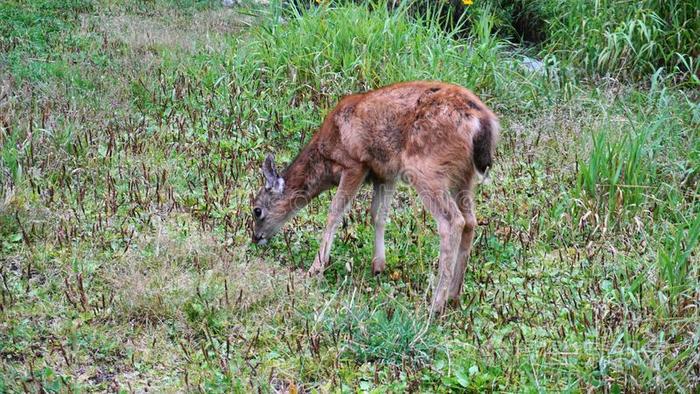 婴儿美国的黑的-有尾的鹿放牧向草地.