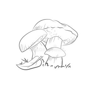 牛肝菌,加油,苏伊莱勒斯,bowel肠照片