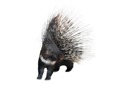 豪猪是(be的三单形式是(be的三单形式ol一ted向一白色的照片