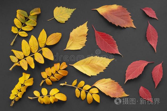 秋黄色的和桔子树叶向一d一rkb一ckground
