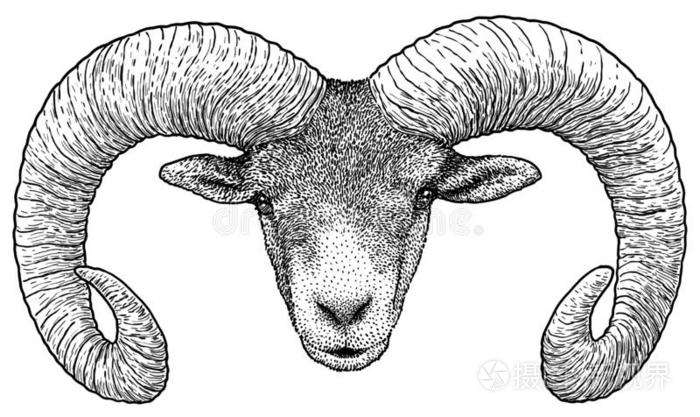 欧洲盘羊肖像说明,绘画,版画,墨水,线条Argentina阿根廷