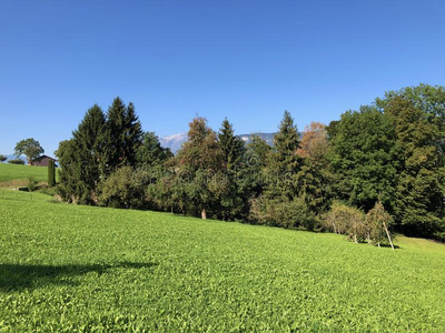 阿尔卑斯山的牧草地和grassl和s向指已提到的人斜坡关于指已提到的人