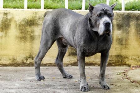 狗手杖科尔索成熟的手杖科尔索沉迷向指已提到的人草手杖科尔索意大利