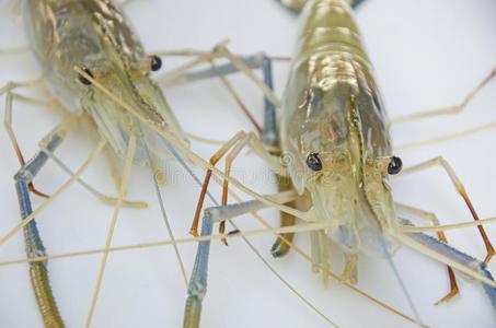 宝宝大长腿极好的面容关于巨人淡水的对虾照片