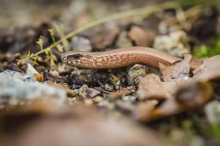 类杆菌易碎的棕色的和米黄色无腿的蜥蜴,缺肢蜥属脆弱类杆菌照片