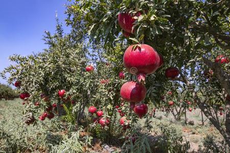 收获的成果图片-收获的成果素材-收获的成果插画-摄图新视界
