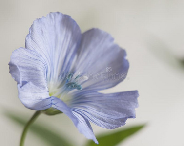 亚麻亚麻属植物乌斯提西姆花照片
