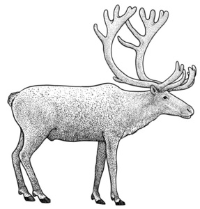 驯鹿说明,绘画,版画,墨水,线条艺术,矢量照片