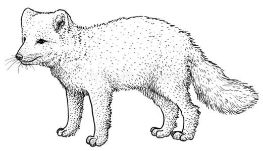 美洲耳廓狐图片