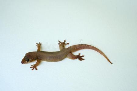 指已提到的人白色的蜥蜴停止和看在指已提到的人照相机照片