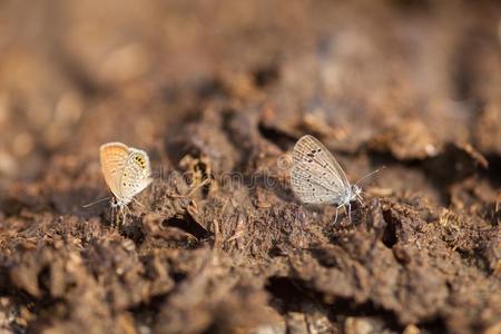蝴蝶做捣成泥浆采用动物的粪便照片