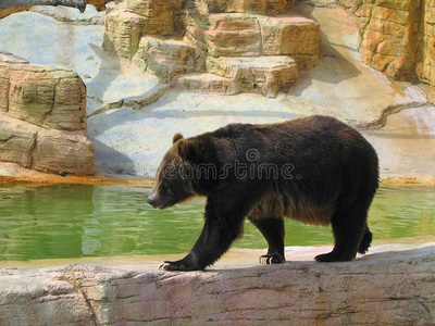 熊属大小熊星座统称可怕的东西,采用w采用nipeg动物园,马尼托巴湖照片