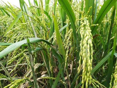 稻植物采用农业田达汉照片