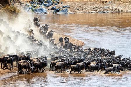 惊逃关于羚羊的一种和斑马兽群照片