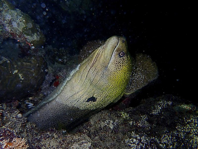 特写镜头指已提到的人巨人海鳗鳝鱼在的时候空闲时间潜水采用马布尔岛