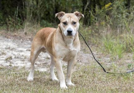 混合斗牛犬不受干扰男性的黄褐色斗牛犬混合产狗s黄褐色ding在外面向