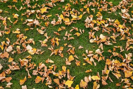 许多颜色叶子落下颜色和许多黄色的桦树树叶向一c一rpet关于绿色的=