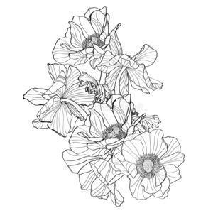 手疲惫的夏酿酒的花束:乡村的银莲花,线条艺术.照片