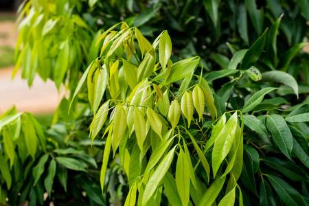 绿色的树叶荔枝树照片