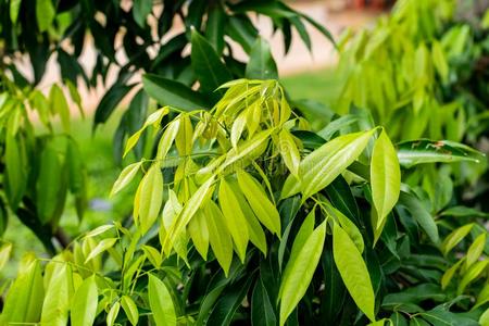 绿色的树叶荔枝树照片