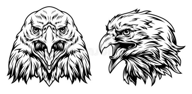 生气的大嘴鹰正面朝上的前面和面看照片