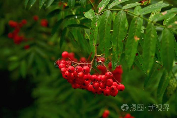 美丽的欧洲花楸树枝和红色的浆果采用指已提到的人森林.自然的英语字母表的第18个字母