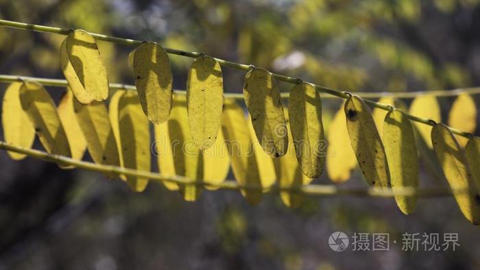 树枝关于黄色的落下阿拉伯树胶树叶特写镜头.美丽的透明