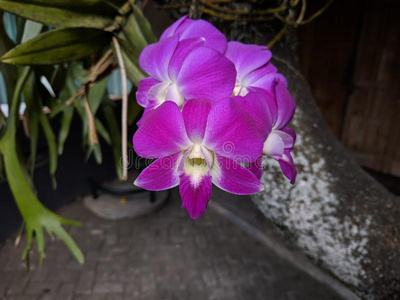 淡紫色兰花图片