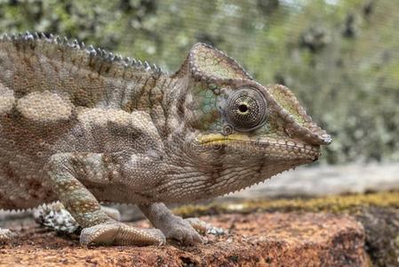 马达加斯加人巨人变色蜥蜴/弗西法奥斯塔莱蒂,马达加斯加岛照片