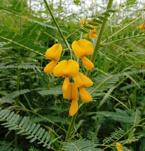 田菁花是(be的三单形式一pl一ntth一t种植n一tur一lly采用湿的一re一s