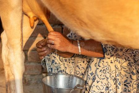 挤奶的女工图片