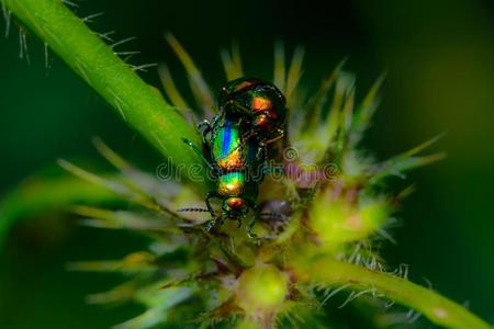 金属虫甲虫金属绿色的甲壳虫,金钱甲法斯托萨,交配向一茎照片