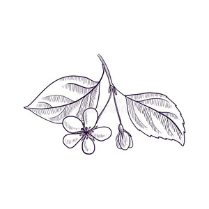 矢量绘画树枝关于苹果树照片