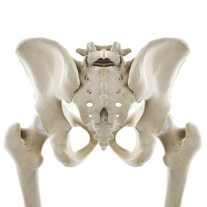 臀部推拿指已提到的人臀部照片